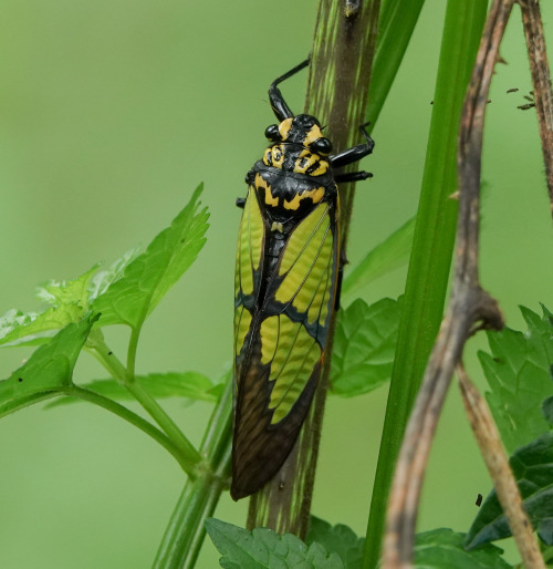 onenicebugperday:Himalayan yellow cicada, Sulphogaeana sulphurea, CicadidaePhoto 1 byrejoicegassah, 