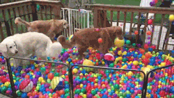 commiepants:  thefingerfuckingfemalefury:  cryoverkiltmilk:  sizvideos:  Golden retrievers get a surprise ball-pit party - Full video  Is this not the most beautiful thing you have ever seen?  &lt;3 I know some of my friends are not feeling well today