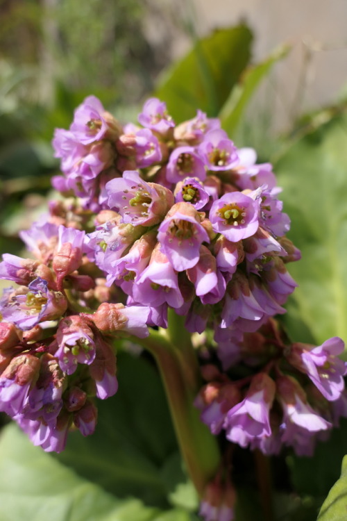 Bergenia cordifolia — heartleaf bergenia