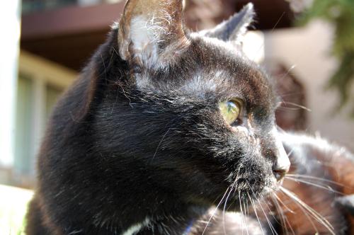 twistedfocusphotos: My Sparkey-Baby.If you wish to see more feel free to check out my fb page: www.f