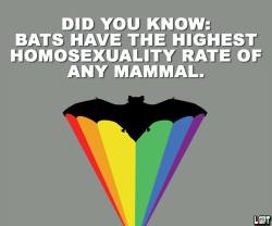 haveagaydayorg:  (source)  &lt;— click source and read the commemtns :D Did you know:  Bats have the highest homosexuality rate of any mamal. Image is of a black bat with a rainbow behind it. 