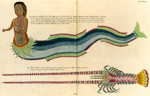 World Oceans Day with a 17th-century curio: The world’s first encyclopedia of marine life illustrate
