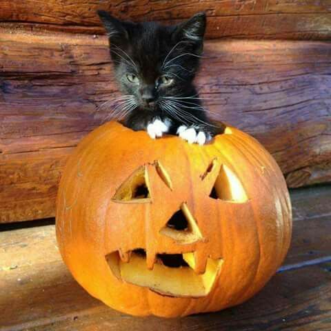 somecutething - Cats inside Pumpkins has got to be my new...