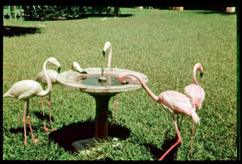 Flamingos