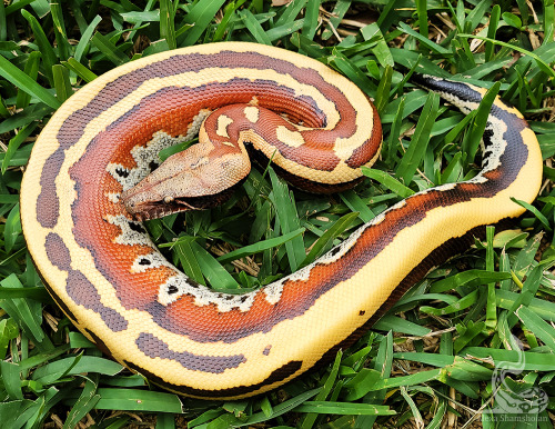 fimbry:My little holdback Trident! They’re really something.Python brongersmai