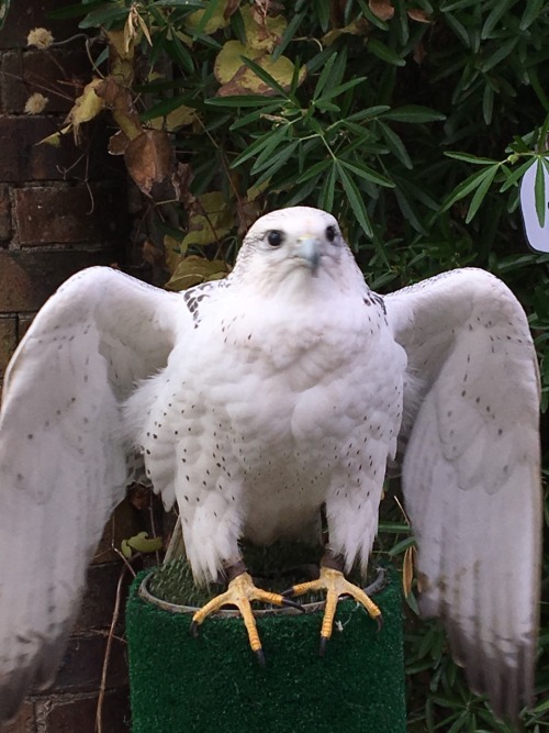 glawarelmagolben:This is Ria, a most beautiful Gyr Falcon from the Welsh Borders. If I could have ta