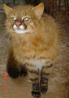 coolcatgroup:  fizzy-dog: i love cats you have long cat (serval) ear cat (sand cat)