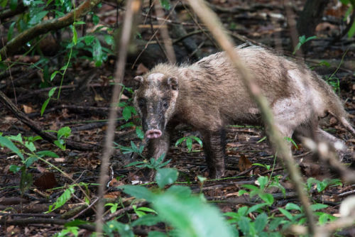 dimetrodone:I just found out about hog badgers 