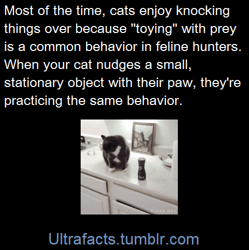 ultrafacts:  Most of the time, cats send porn pictures
