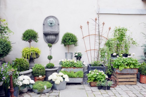 smock:  plntgirl:  grievely:  ✧  plant blog!!!  nature / pale