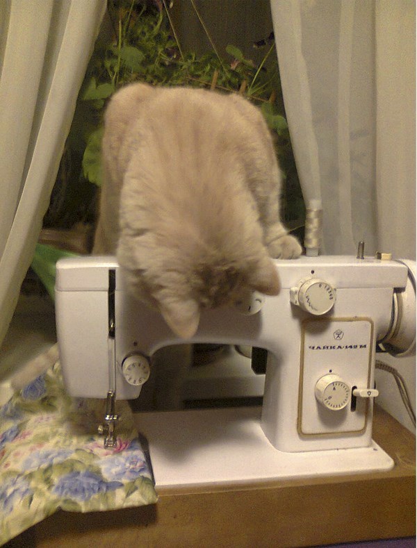 fantasticcatadventures:yes, I’m helping