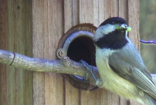 plantyhamchuk:currentsinbiology:Ecologists Have this Simple Request to Homeowners—Plant Native