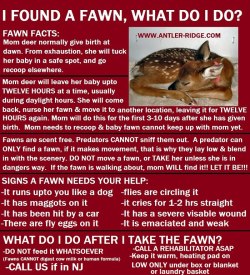 llbwwb:   PSA:by Antler Ridge Wildlife Sanctuary. Reblog to save baby Deer:) 