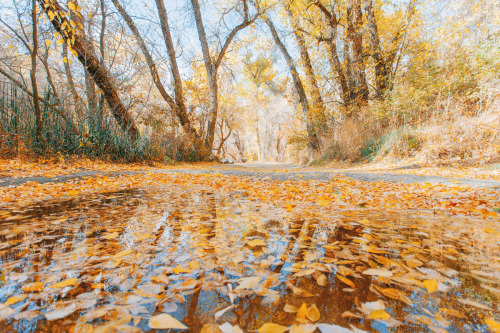 juliamstarr:autumn leaves in autumn rain puddles | instagram