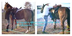 Not my pictures, but I made the collage. The quote is in the movie Flicka 3.