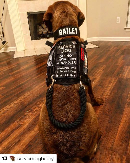 dog vest with patches