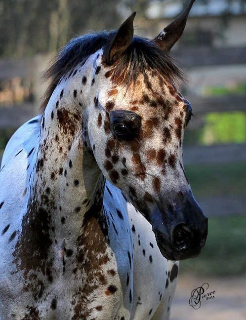 winddrinkers:  Arabian Appaloosa mix