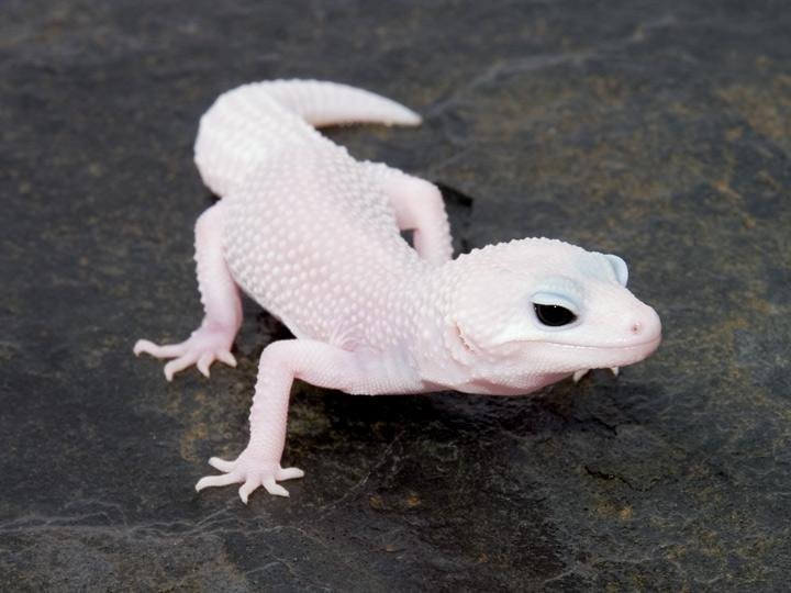 cruiserswagger:  ainawgsd:  Leucistic amphibians and reptiles Leucism (loo-si-zem)