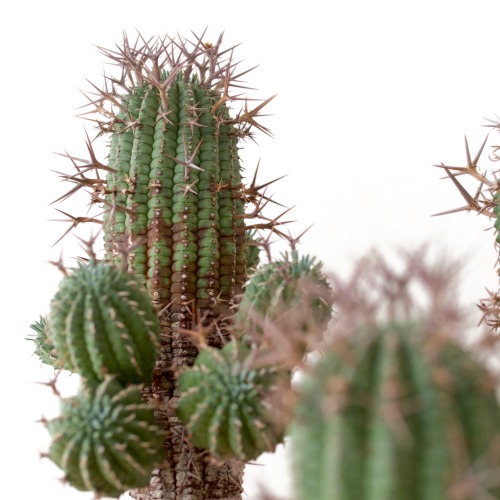 Euphorbia stellispina Haw.