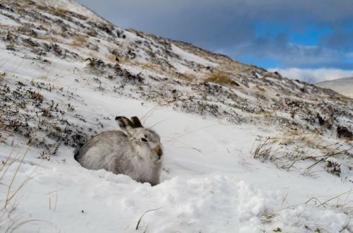 sioltach:the mountain hare