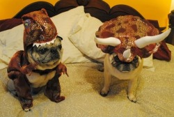 cuteanimalspics:  Welcome, to Jurassic Pug! (Source: http://ift.tt/1PIyzSq)