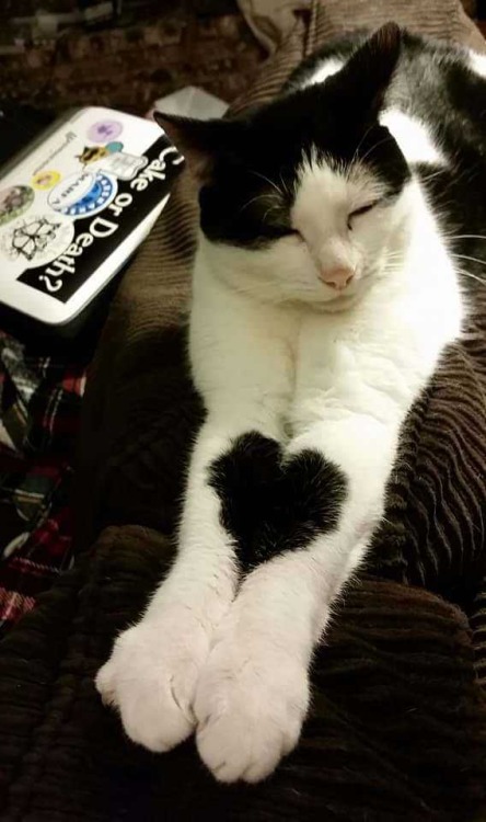 awwww-cute:  He wears his heart on his sleeves. (Source: https://ift.tt/2DJWB5t)