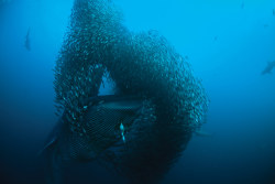 awkwardsituationist:  the sardine run is the largest predatory hunt on the planet. in schools that can measure four miles long and one mile wide, 100 billion sardines migrate from the cool waters of the agulhas bank, south of south africa, northward to