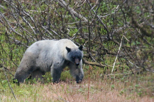 twofacedsheep:  This is a glacier bear, which is a recognized subspecies of the American b