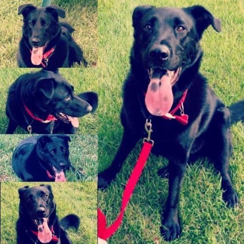 Meet Sambo! 3 years old, Retriever/Lab Mix. Owner gave him up (child was allergic after 3 years). Ho