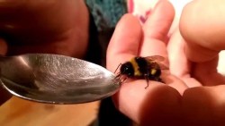 captclockwork: Take a fucking sip, bees