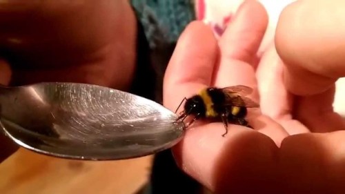 captclockwork:Take a fucking sip, bees