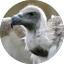 beakspeak