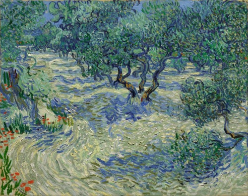 sweetsncakesarte:
“Vincent van Gogh - Olive Orchard (1889)
”