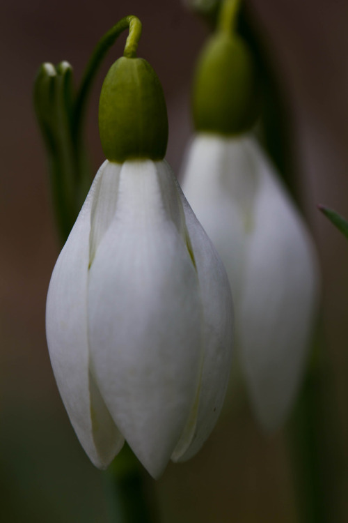 snowdrops