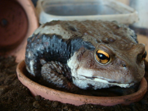 kanosche7221: Japanese toad ぽてさら。 Pote on the plate :D