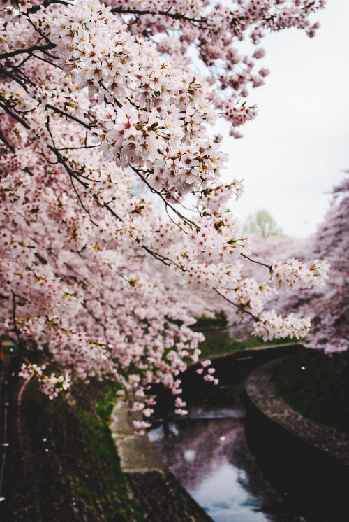 © |Nozomu F.(Do not remove credits)