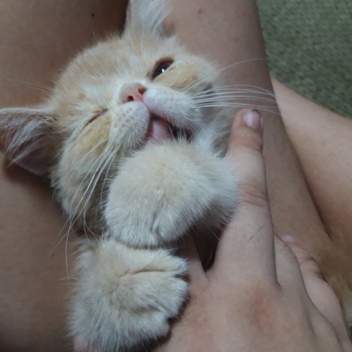 so-easily-forgotten:littlestpersimmon:hey guys, can you please help me take my two month old cat to 