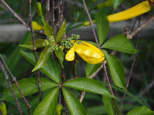 anmkosk:Hemerocallis lilioasphodelus — Yellow Day-lilyParthenocissus inserta — thicket c