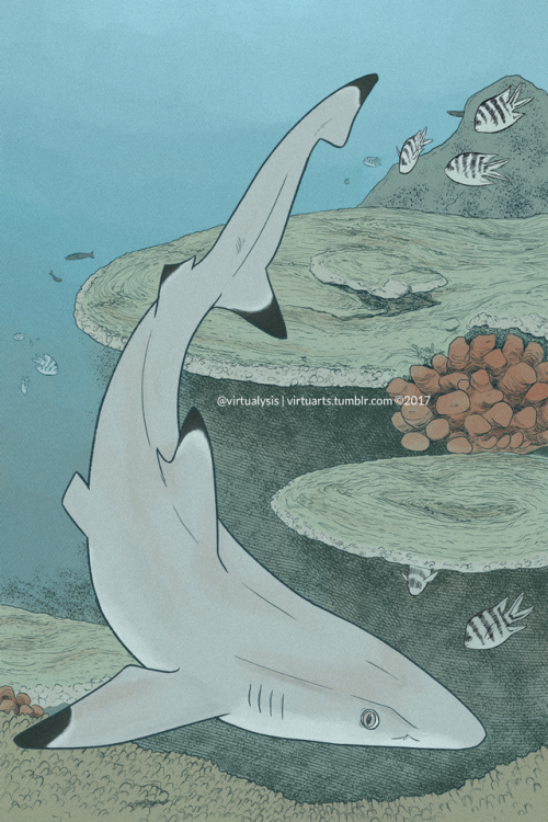 vireosy: pondicherry shark drawn back in July 2017 for @swimonzineko-fi / twitter / deviantArt / wys