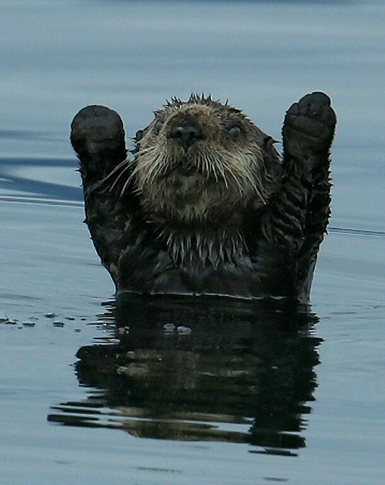 tastefullyoffensive:  “It wasn’t me, it was the otter guy!” (photo via obiektyw1855)