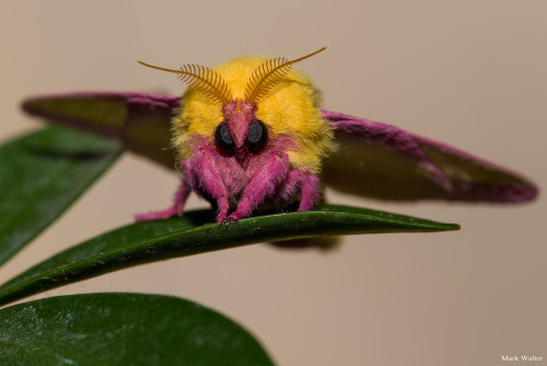 A Rosy Maple Moth, Dryocampa rubicunda