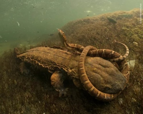 geographicwild: . Photo by @davidherasimtschuk A northern water snake is clamped tightly in the jaws