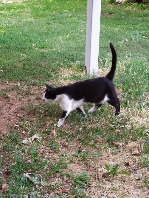 This cat looks like Hitler (thanks Woviet cat!)