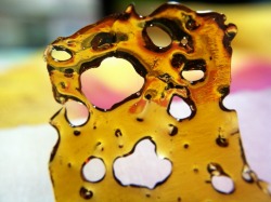 starvetheegofeedthestoner:  My baby makes the sexiest shatter❤️  (Congo Chem Nug Run by Cruz Extracts)