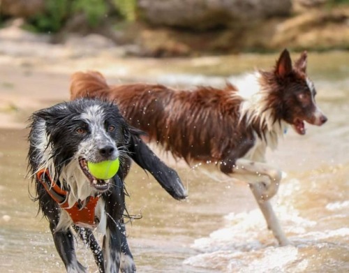 #dogstagram #beachday #fun #dogsofinstagram #bordercollie #fetch #bordercolliesofinstagram #hikingwi