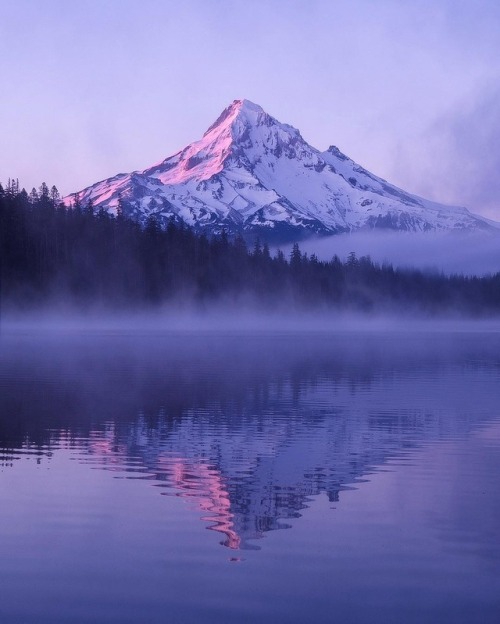 fifineller:A magnificent misty morning on the mountain by Andrew Studer | fif