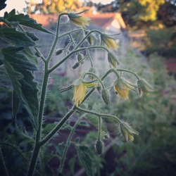 opasgarden:  I’ve taken so many pictures of these tomato buds. I just think they are so delicately beautiful.  