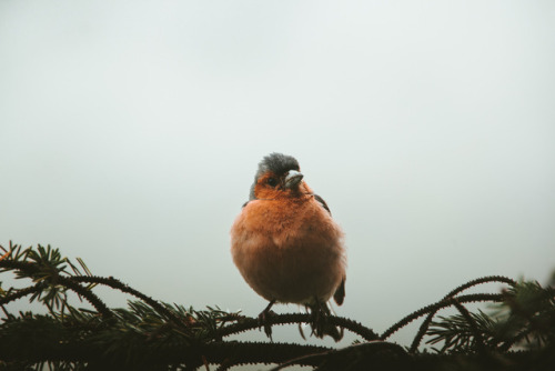 marinanawe:by marina weishaupt (500px / flickr / instagram)