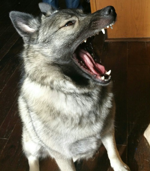 doggyfarts:My dog pretends to be a crocodile