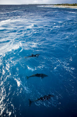 mxuntain:  Bottlenose Dolphins        